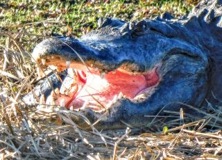 Gator opens up very wide at Paynes Prairie