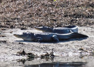 Pair Of Gators Sunning At La Chua Trail