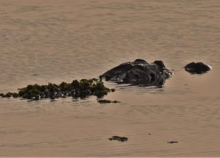 Payne’s Prairie Gator Swims Off Into The Sunset