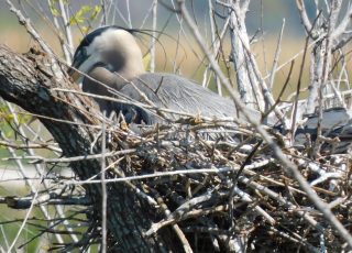 Great Blue Herron Nesting at Lake Apopka Wildlife Drive