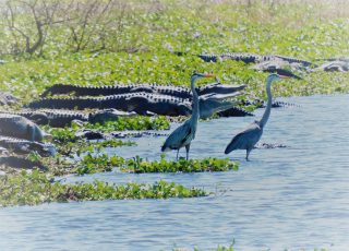 Pair Of Herons Walk By While Gators Soak Up The Sun At La Chua Trail