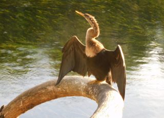 Anhinga Perched on Silver Springs’ Horseshoe Palm Tree At Sunset