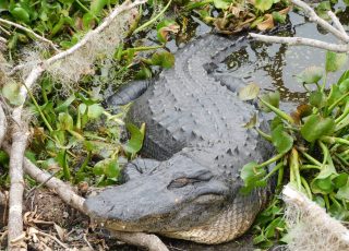 Gator Curls Up To Get  Some Sun