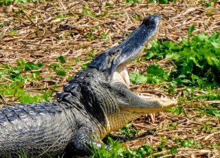 Gator open up *VERY* wide at Paynes Prairie