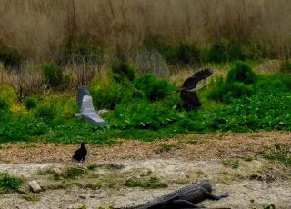 Great Blue Heron and Anhinga Ready To Face Off