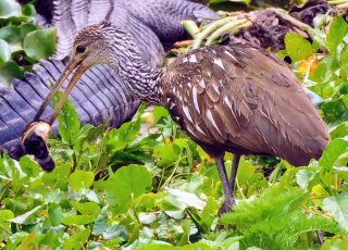 Limpkin Shows Off His Freshly Caught Snail