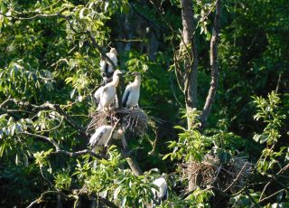 Nest Full of Young Anhingas At Silver Springs