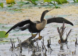 Anhinga Drying Feathers In Paynes Prairie