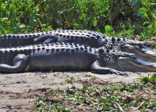 Pair of Gators Sunning At La Chua Trail