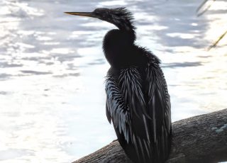 Silver Springs Anhinga At Sunset