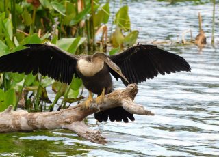 Anhinga Looking For Dinner At Silver Springs