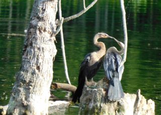 Mother Anhinga Feeding Her Child At Silver Springs