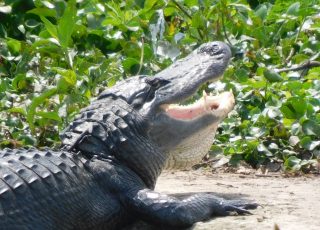 Payne Prairie Gator Opens Wide