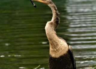 Silver Springs Anhinga Found Something