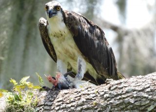 Osprey Savors The Catch Of The Day At Payne’s Prairie