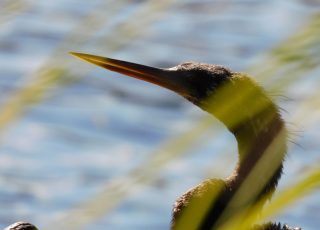 Anhinga Looks Out Over Silver River