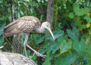 Limpkin Carefully Searching For Snails At Payne’s Prairie