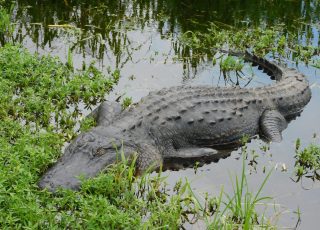 Paine’s Prairie Gator Curled Up Along LaChua Trail