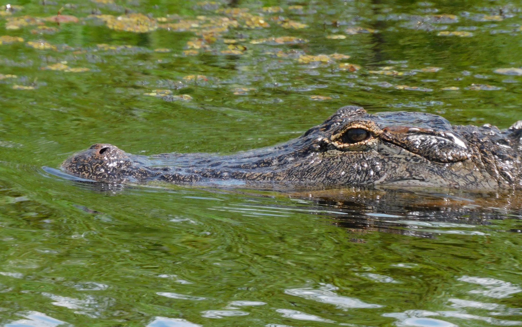 Eye to Eye With Gator At Lake Apopka – Thomas Zapor.com