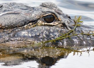 Alligator Reflected On The Prowl At Lake Apopka