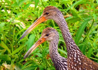 Pair Of Limpkins Looking For Snails At Payne’s Prairie