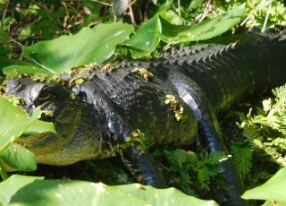 Silver Springs Gator Hiding Under Leaves