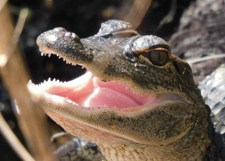 Baby Gators Exploring Along LaChua Trail Boardwalk At Paynes Prairie