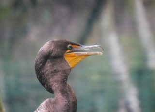 Silver Springs Cormorant Poses For His Portrait