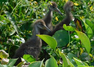 Trio Of Young Limpkin Chicks At La Chua Trail