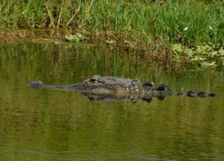 Gator Reflected In Water At Lake Apopka North Shore