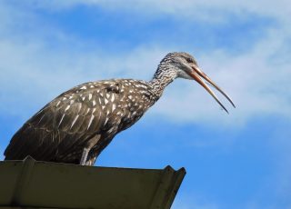 Limpkin Gets Bird’s-Eye View Of Action On LaChua Trail