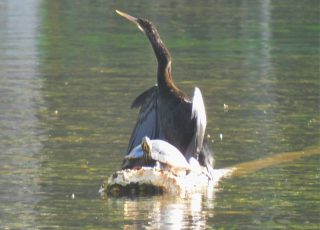 Turtle and Anhinga Share A Log On A Sunny Day At Silver Springs