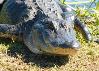 Gator Sunning On LaChua Trail