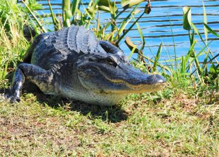 Paynes Prairie Gator Smiles And Shows Off His Best Side