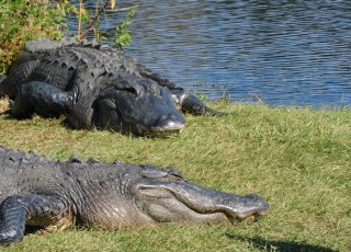 Pair Of Alligators At LaChua Trail