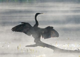 Anhinga On A Foggy Morning At Silver Springs