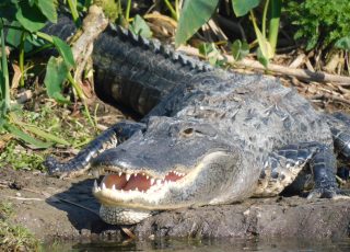 Gator Shows Off His Pearly-White Smile While Sunning At Lake Apopka