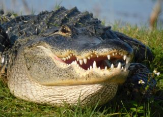 Lake Apopka Gator Shows Of His Best Side