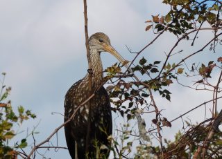 Limpkin Perched In Tree At Paynes Prairie