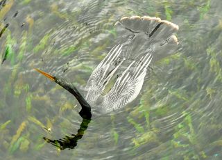 Anhinga Underwater At Silvers Spring Head Spring