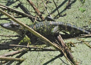 Tiny Baby Gator Under Vegetatation At LaChua Trail