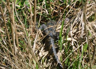 Baby Alligator Hides His Head While Sunning At LaChua Trail