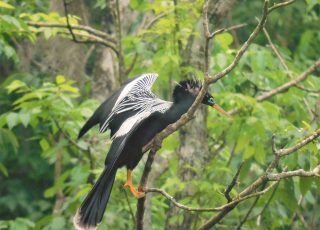 Anhinga In A Tree At Silver Springs State Park