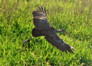 Limpkin Flying In Search Of Snails At La Chua Trail