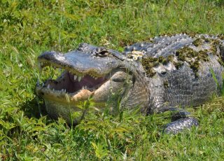 Alligator Sunning Among Wildflowers at Lake Apopka