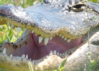 Lake Apopka Gator Close UP