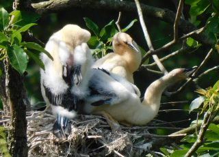 Trio of Young Anhingas In A Nest At Silver Springs