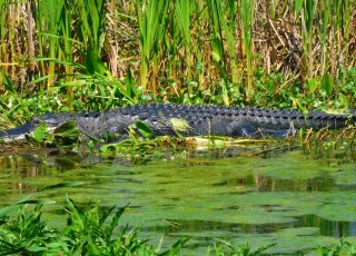 Gator Stretched Out Sunning At Lake Apopka North Shore