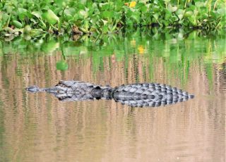 Gator Reflected While Swimming At Sunset Along La Chua Trail