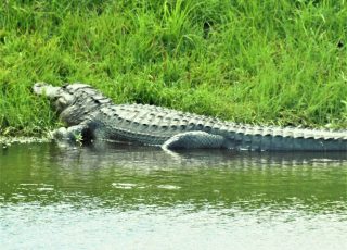 Gator Reflected While Sunning At Lake Apopka North Shore